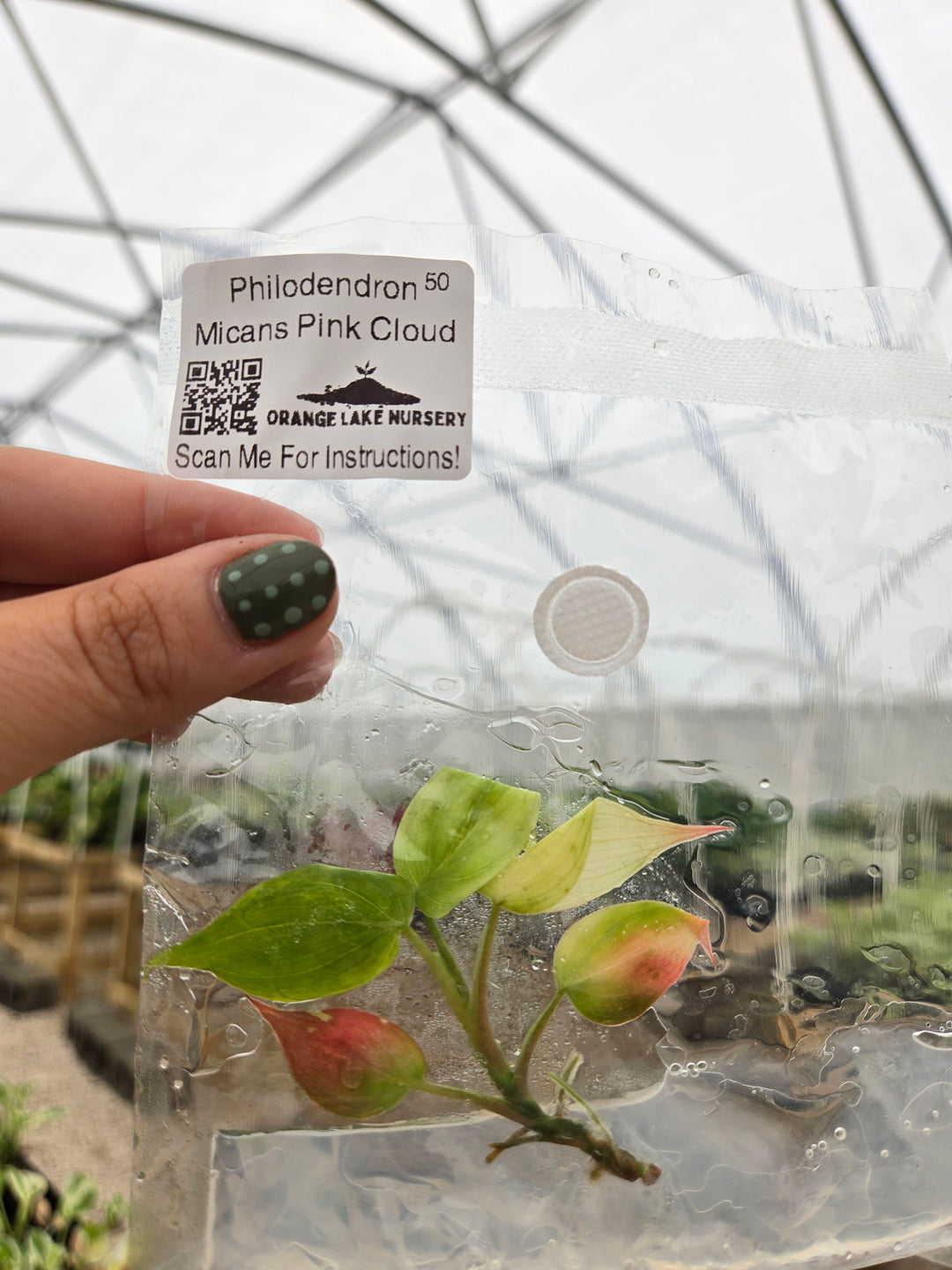Philodendron Micans Pink Cloud Tissue Culture