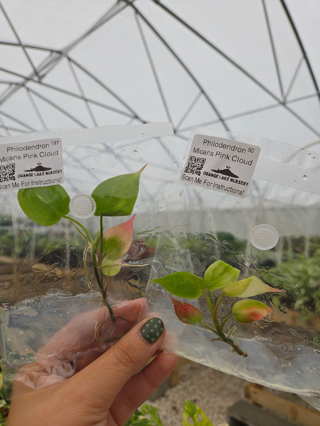 Philodendron Micans Pink Cloud Tissue Culture