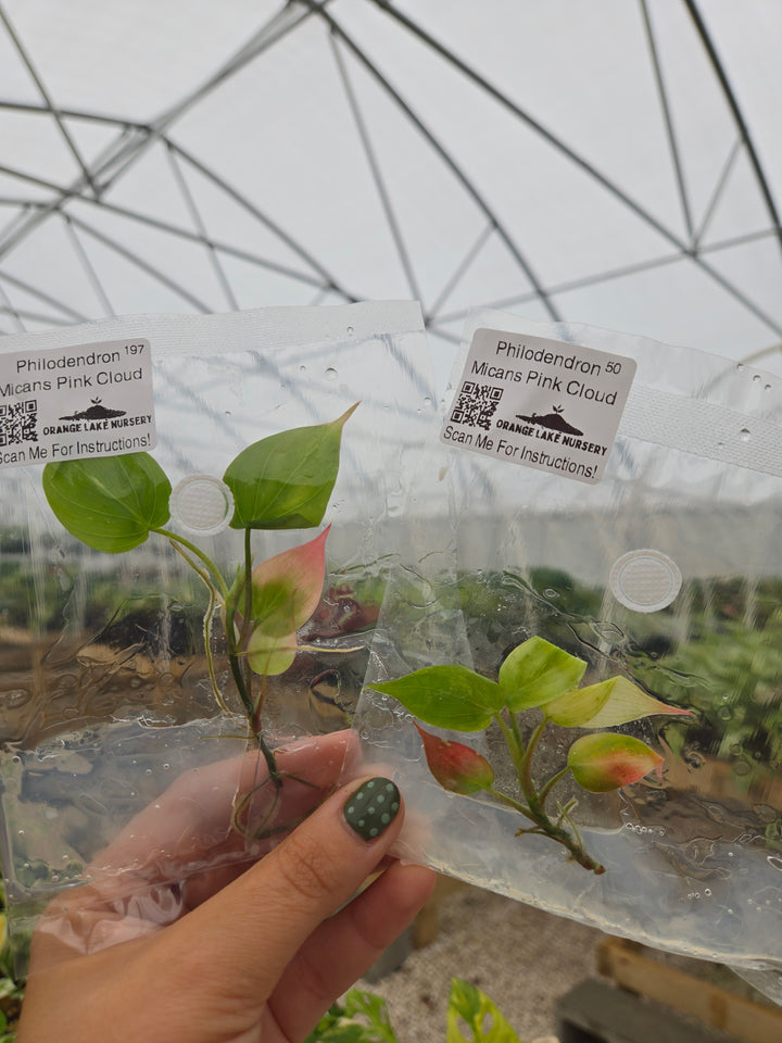Philodendron Micans Pink Cloud Tissue Culture