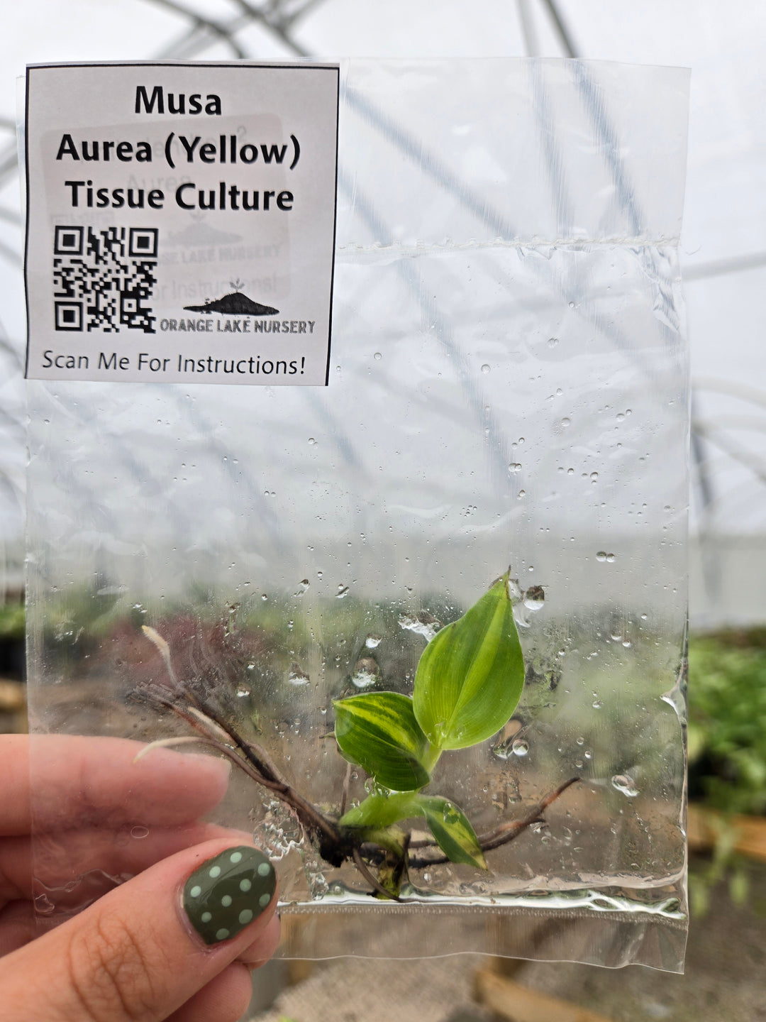 Musa Aurea Tissue Culture