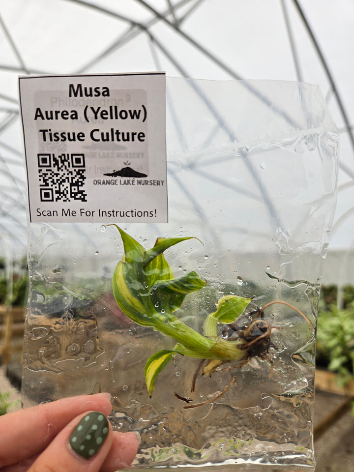 Musa Aurea Tissue Culture