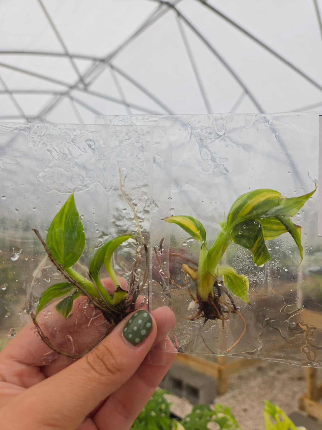 Musa Aurea Tissue Culture