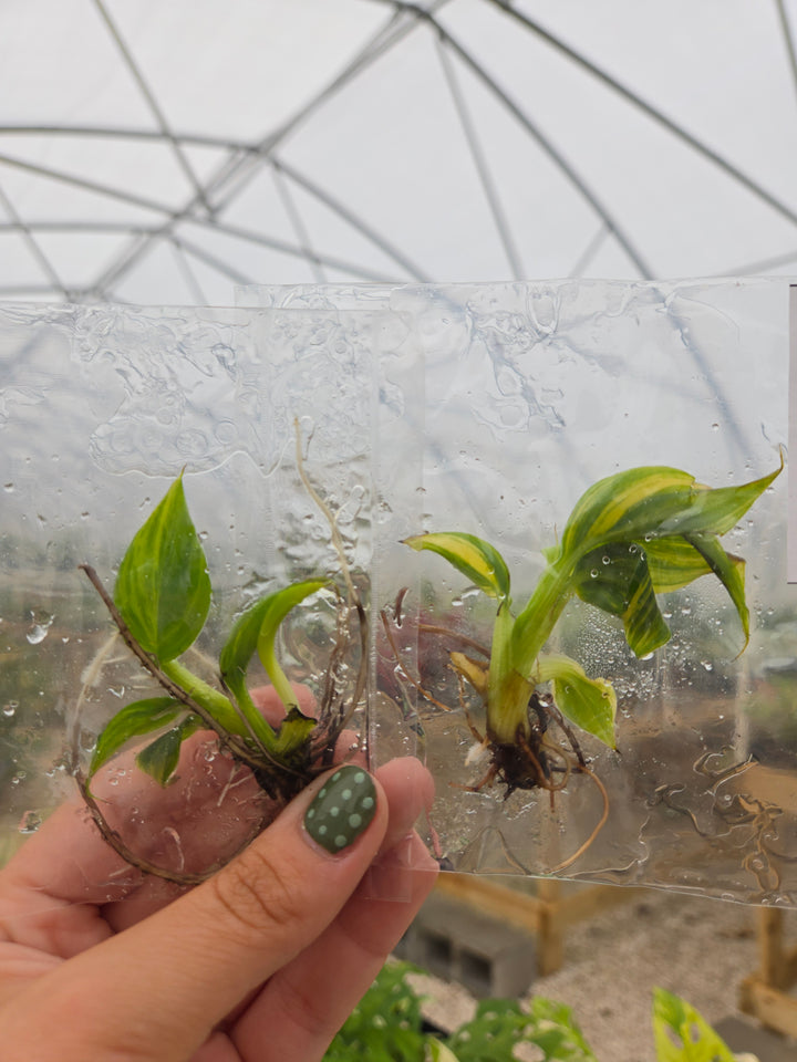 Musa Aurea Tissue Culture
