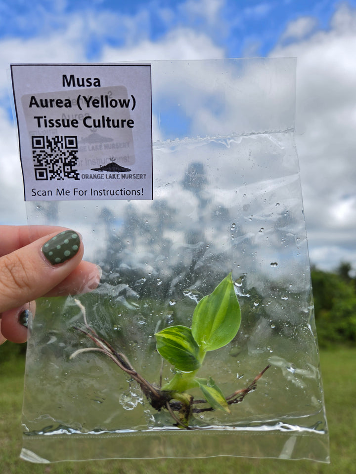 Musa Aurea Tissue Culture