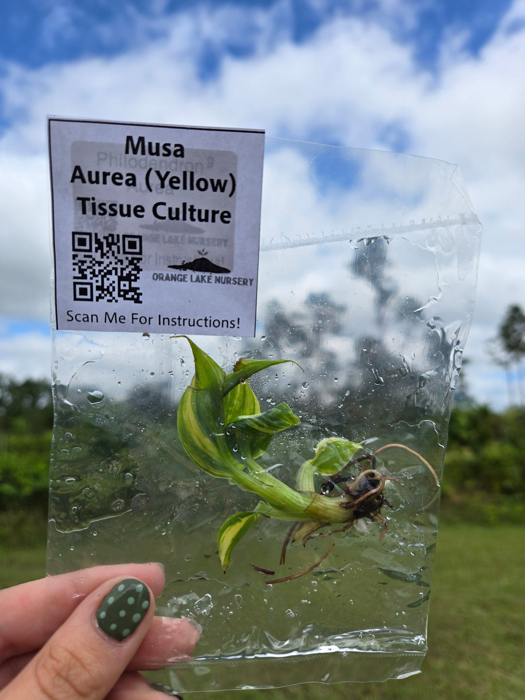 Musa Aurea Tissue Culture