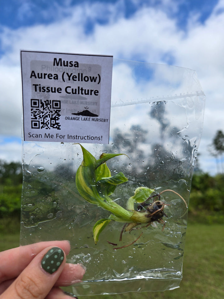 Musa Aurea Tissue Culture