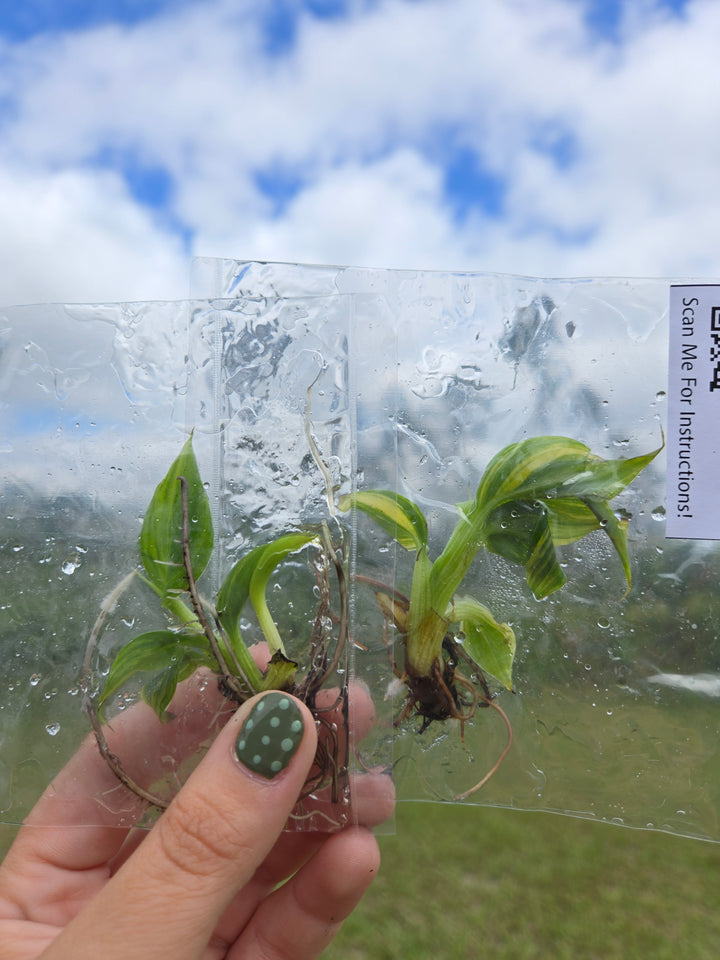 Musa Aurea Tissue Culture