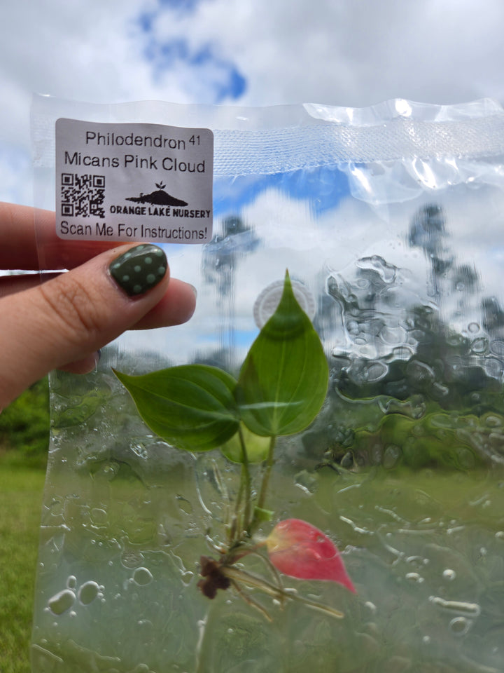 Philodendron Micans Pink Cloud Tissue Culture