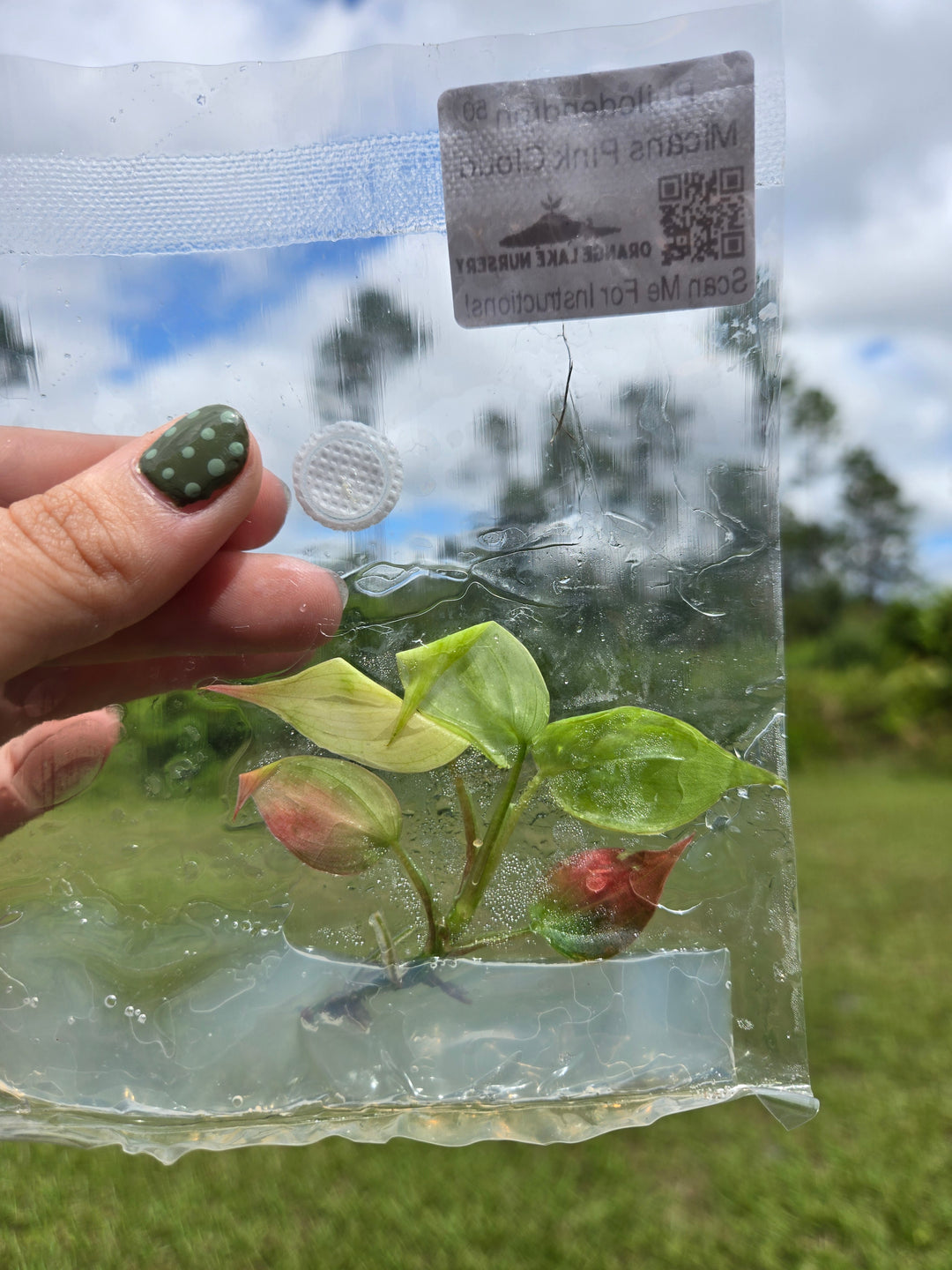 Philodendron Micans Pink Cloud Tissue Culture