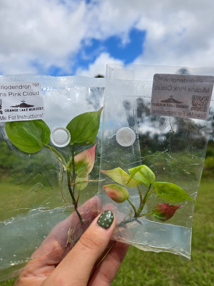 Philodendron Micans Pink Cloud Tissue Culture