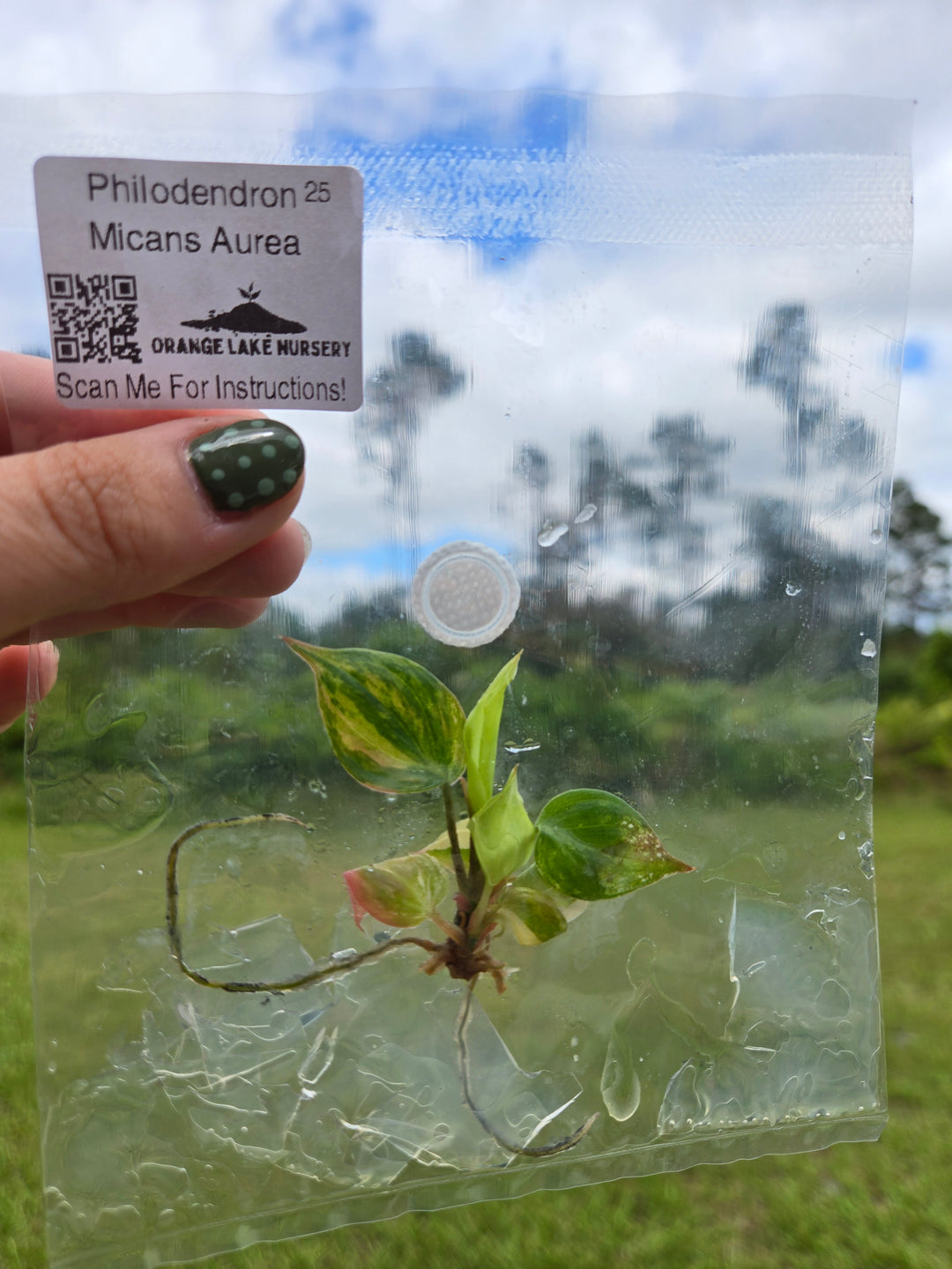 Philodendron Micans Aurea Tissue Culture