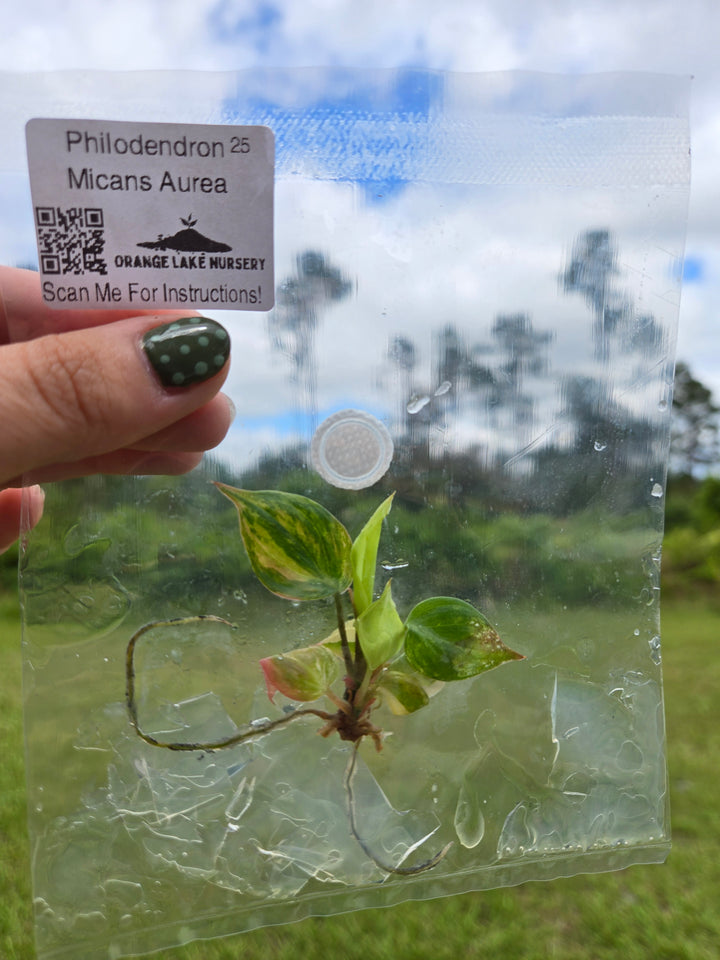Philodendron Micans Aurea Tissue Culture