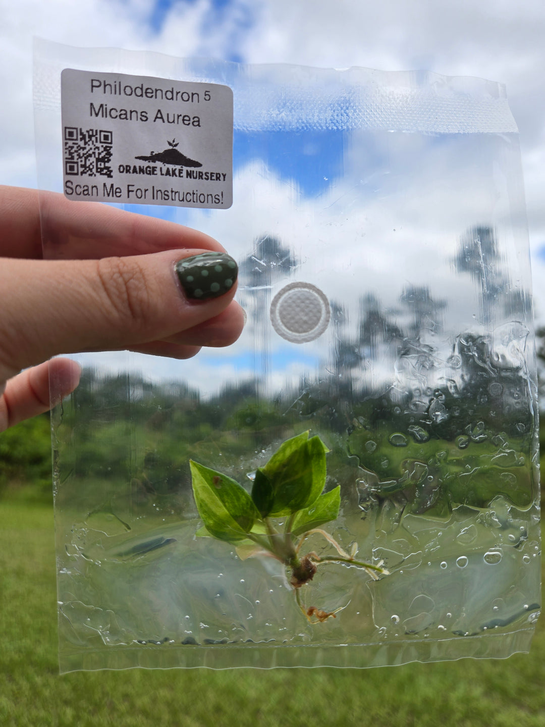 Philodendron Micans Aurea Tissue Culture