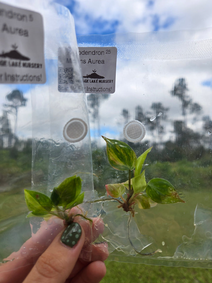 Philodendron Micans Aurea Tissue Culture