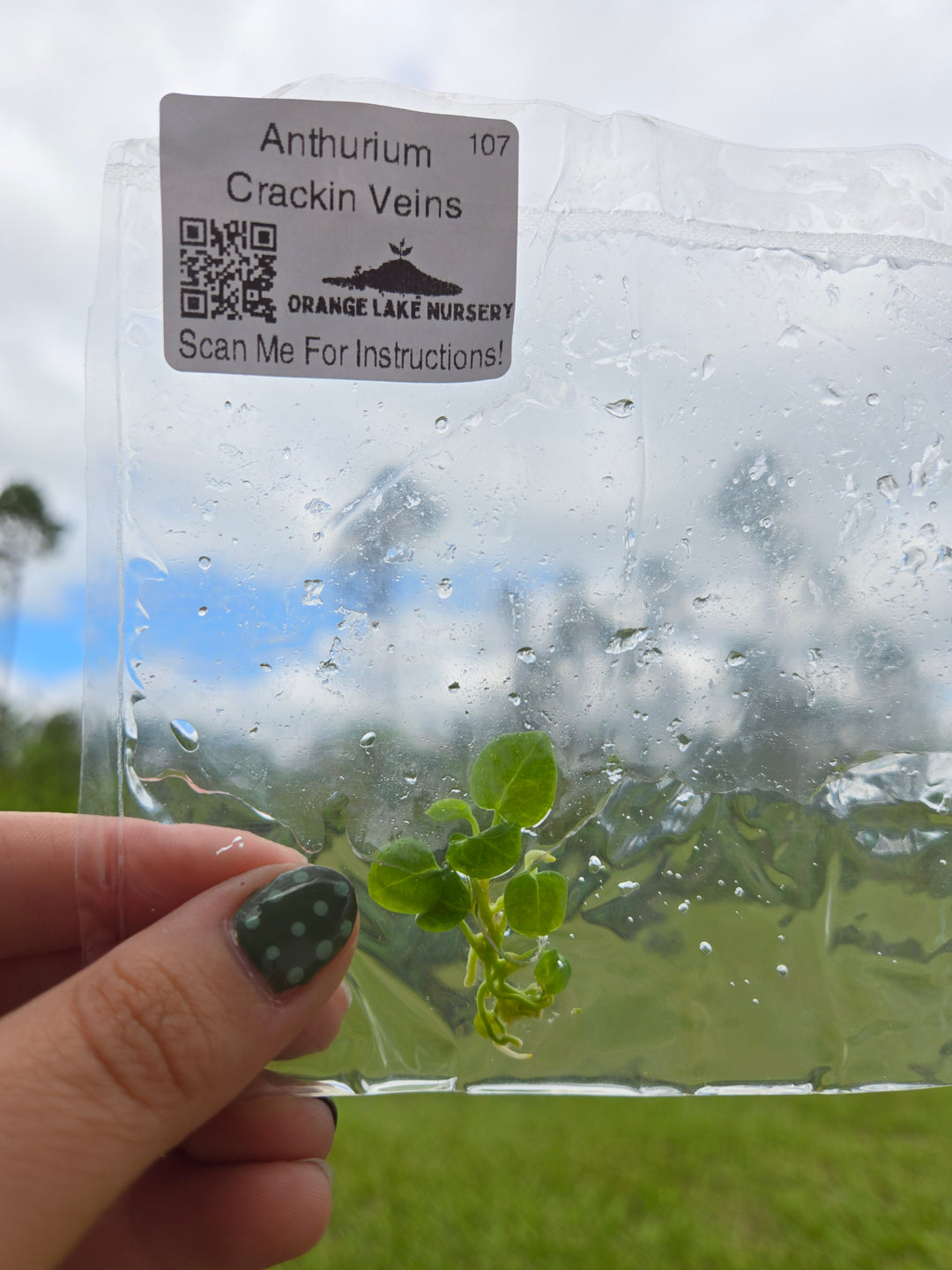 Anthurium Crackin Veins Tissue Culture