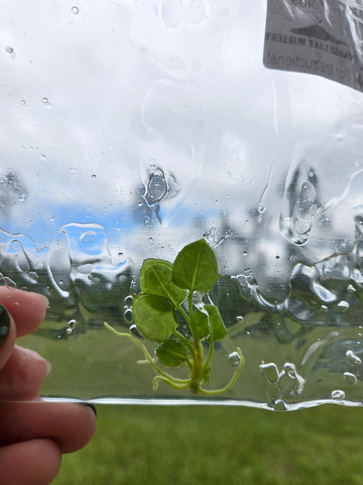 Anthurium Crackin Veins Tissue Culture