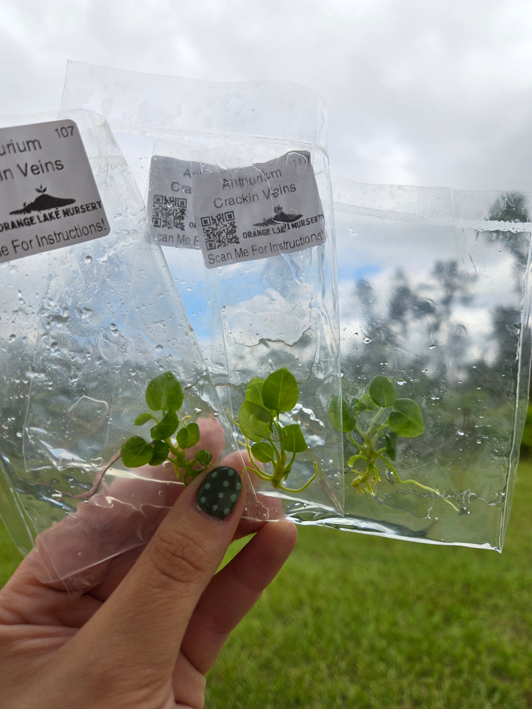Anthurium Crackin Veins Tissue Culture