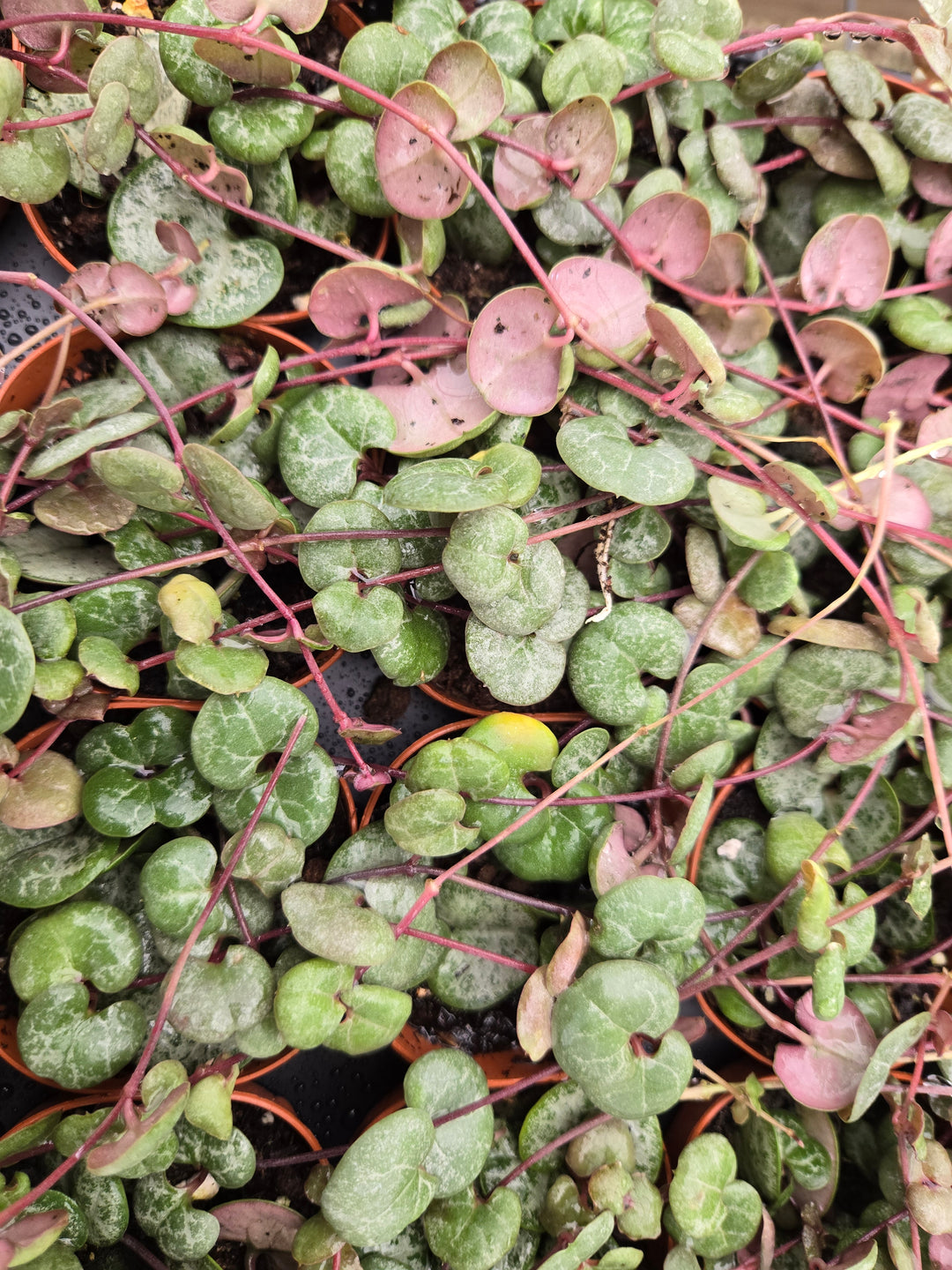 String of Hearts