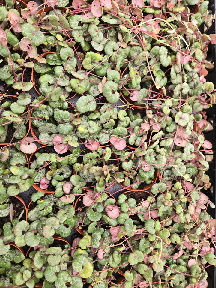 String of Hearts
