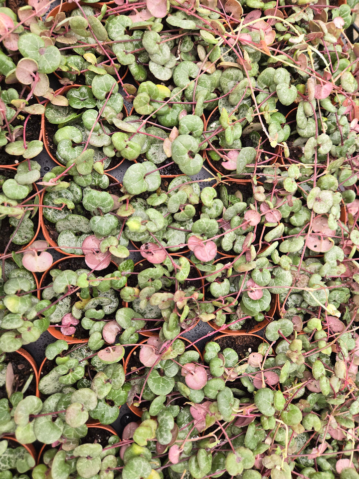 String of Hearts