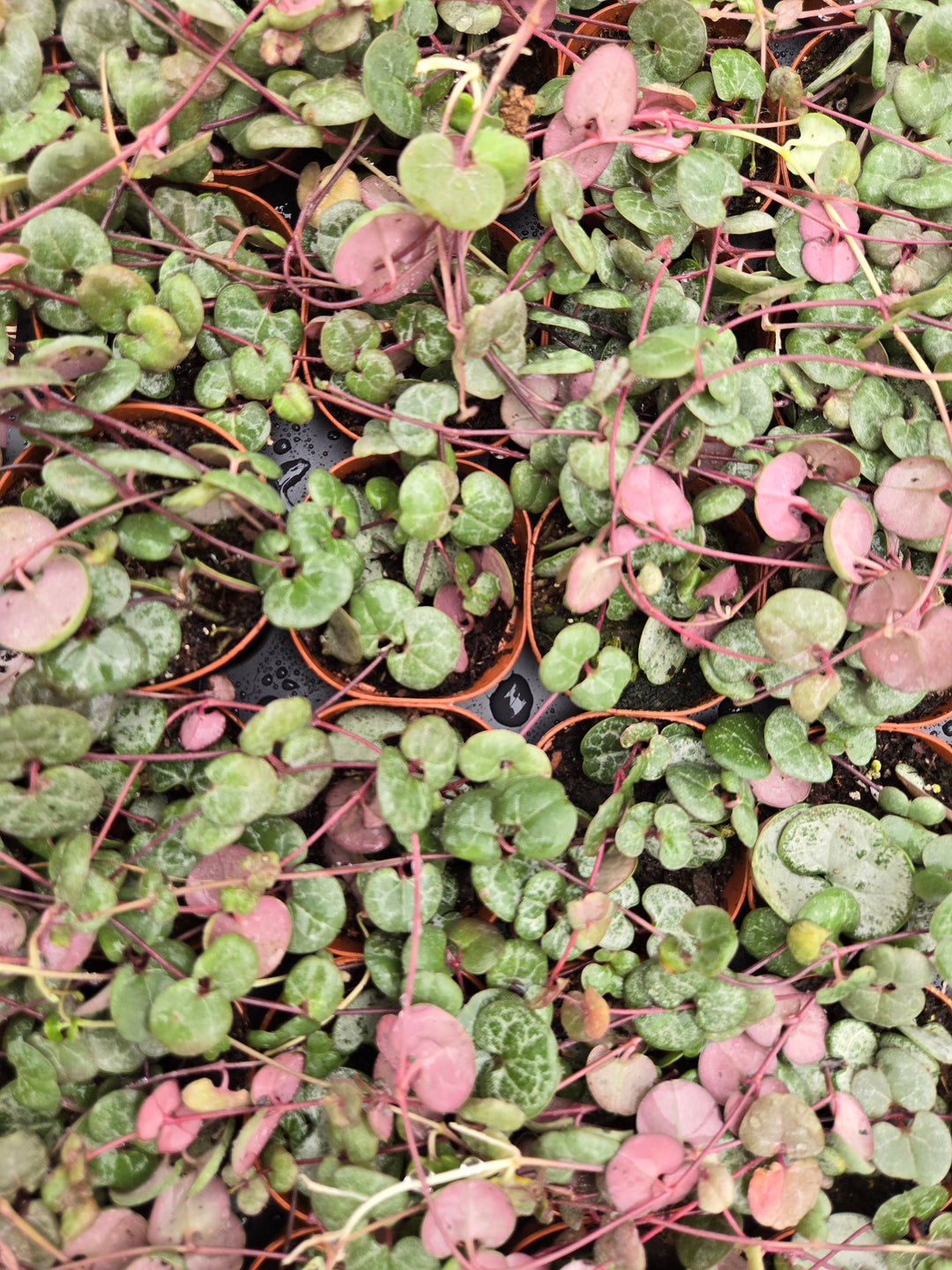 String of Hearts