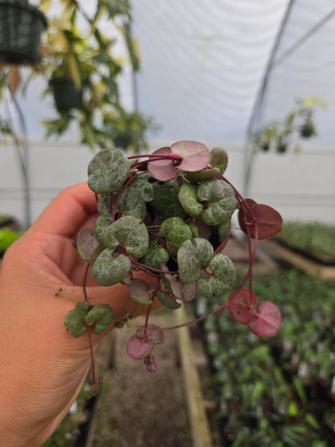 String of Hearts
