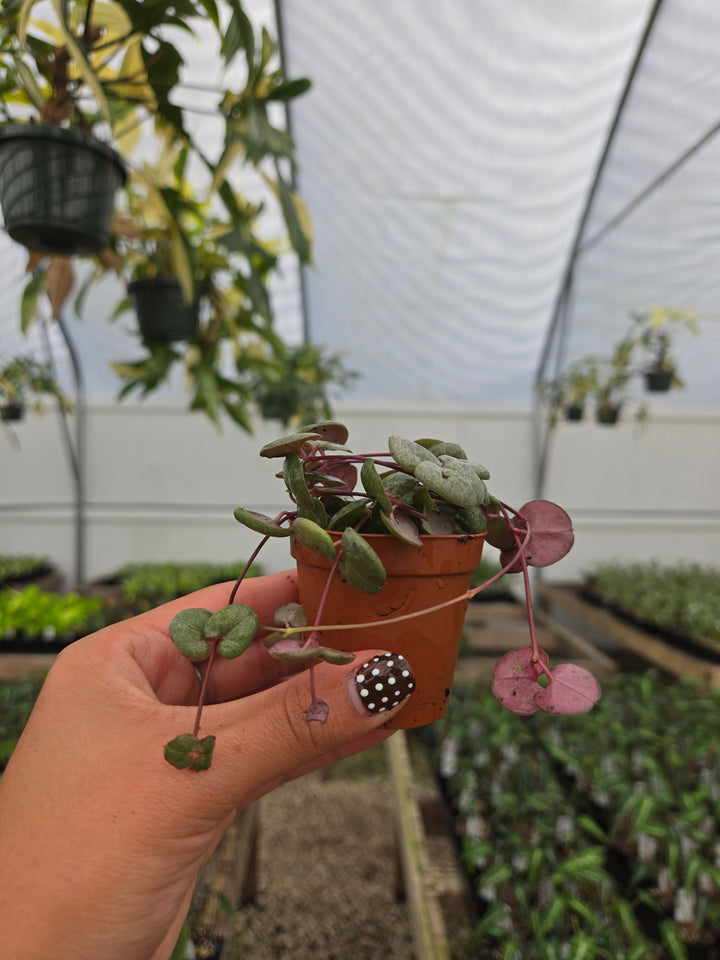 String of Hearts