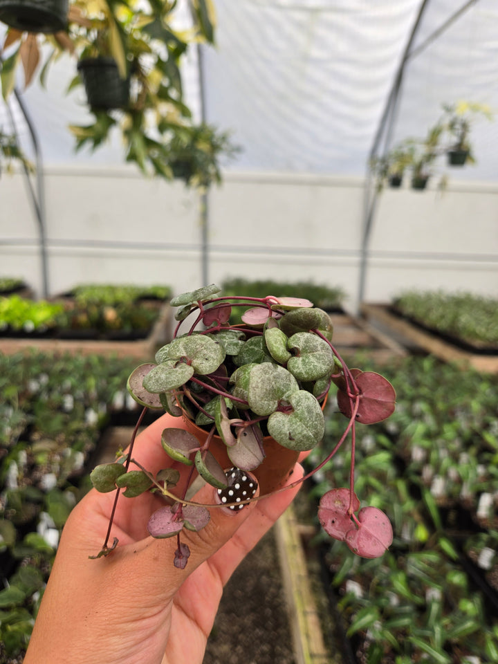 String of Hearts