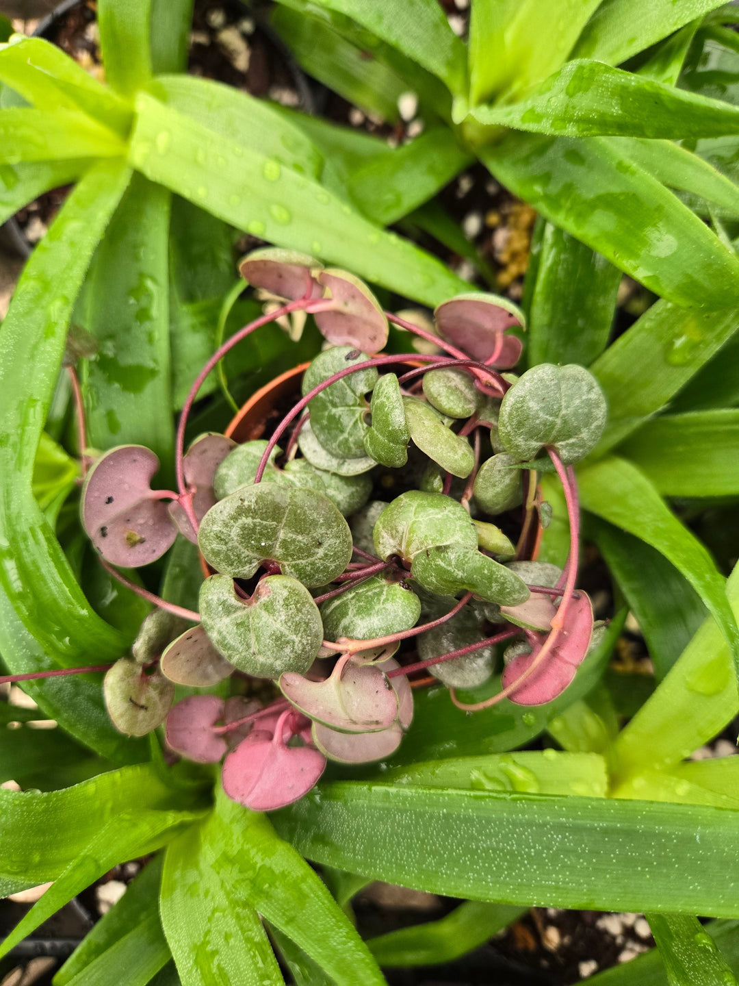 String of Hearts