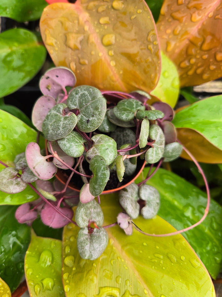 String of Hearts