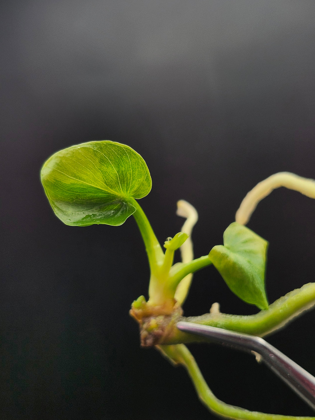 Philodendron Variegated Hope Tissue Culture