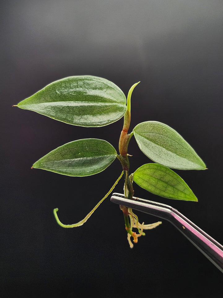 Philodendron Burle Marx Fantasy Tissue Culture