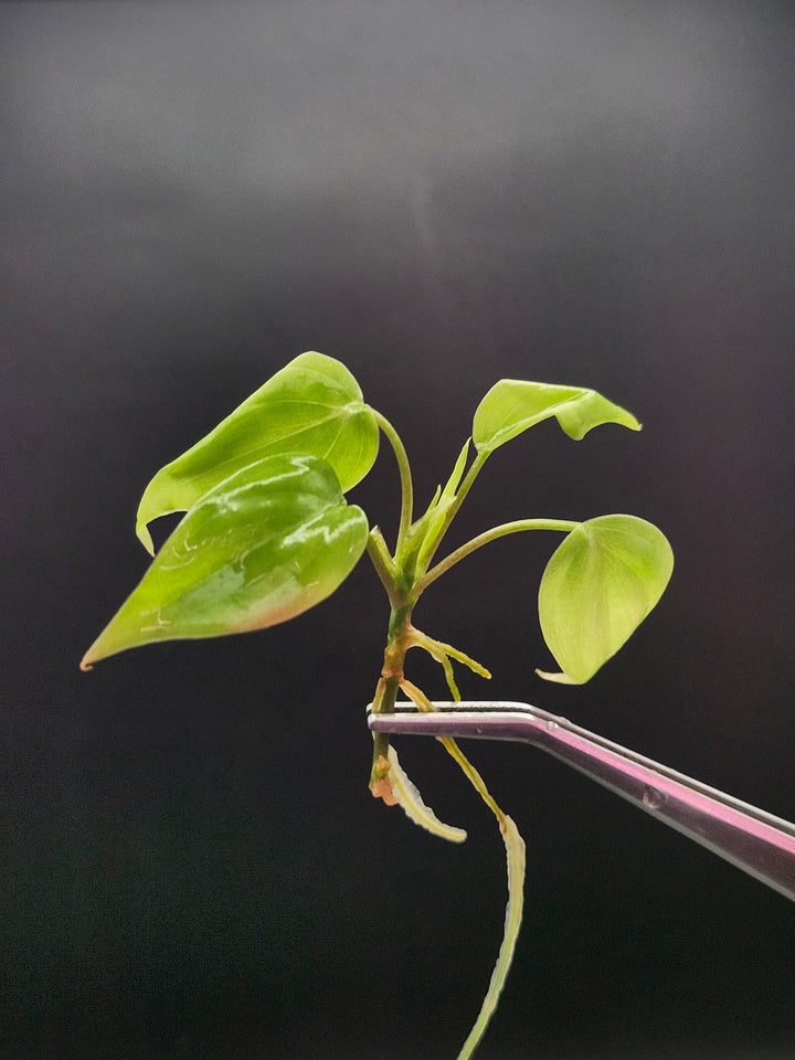 Philodendron Micans Pink Cloud Tissue Culture