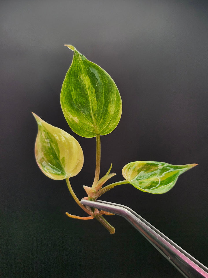 Philodendron Micans Aurea Tissue Culture