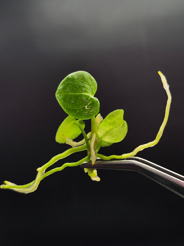 Anthurium Crackin Veins Tissue Culture