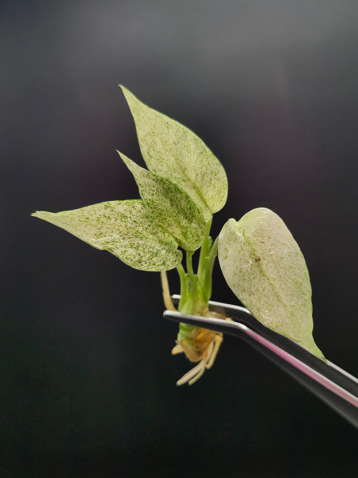 Rhaphidophora Tetrasperma Mint Tissue Culture