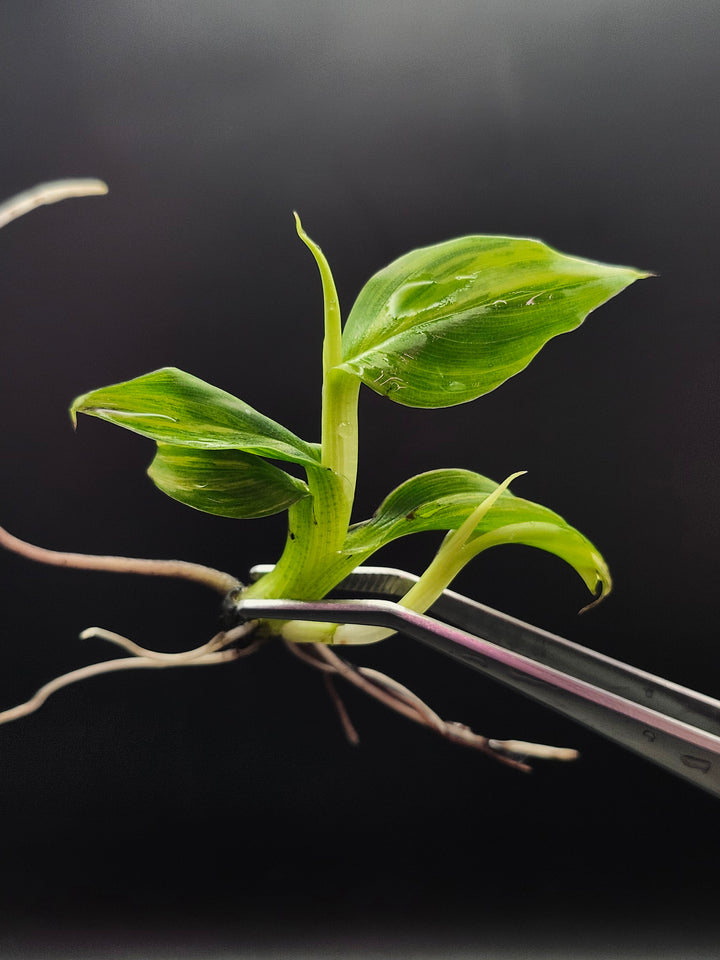 Musa Aurea Tissue Culture