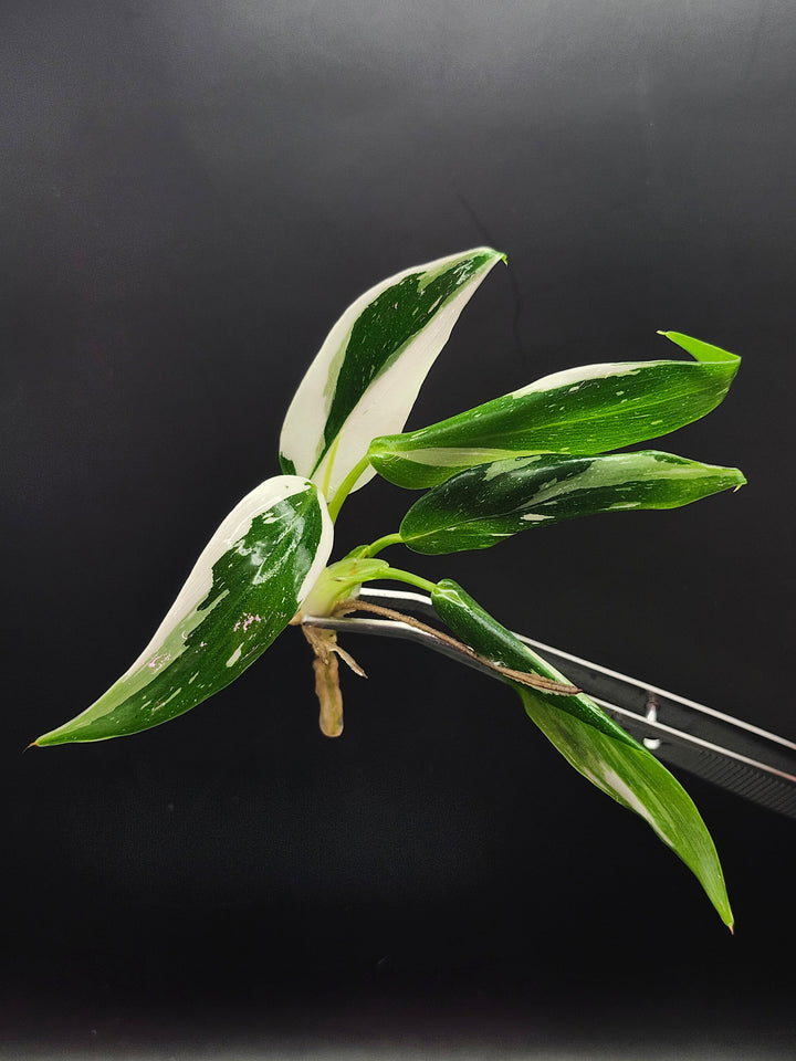 Philodendron White Wizard Tissue Culture