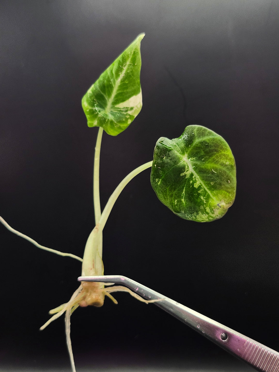 Alocasia Black Velvet Pink Tissue Culture
