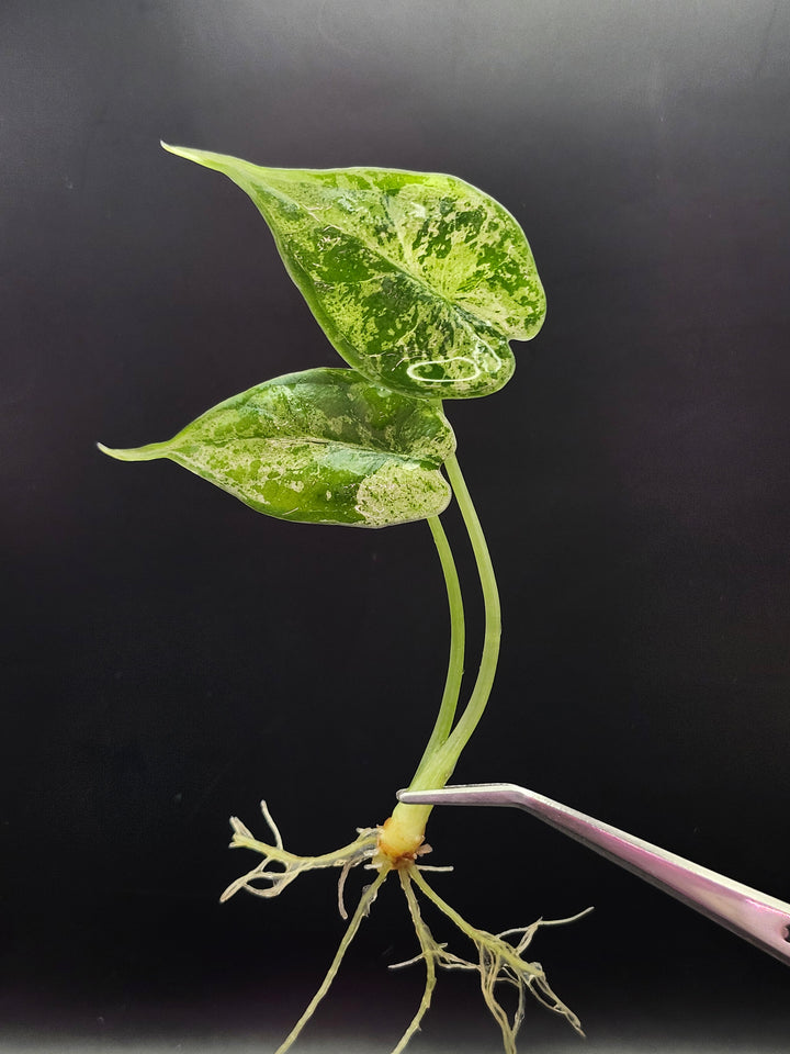 Alocasia Dragon Scale Mint Tissue Culture