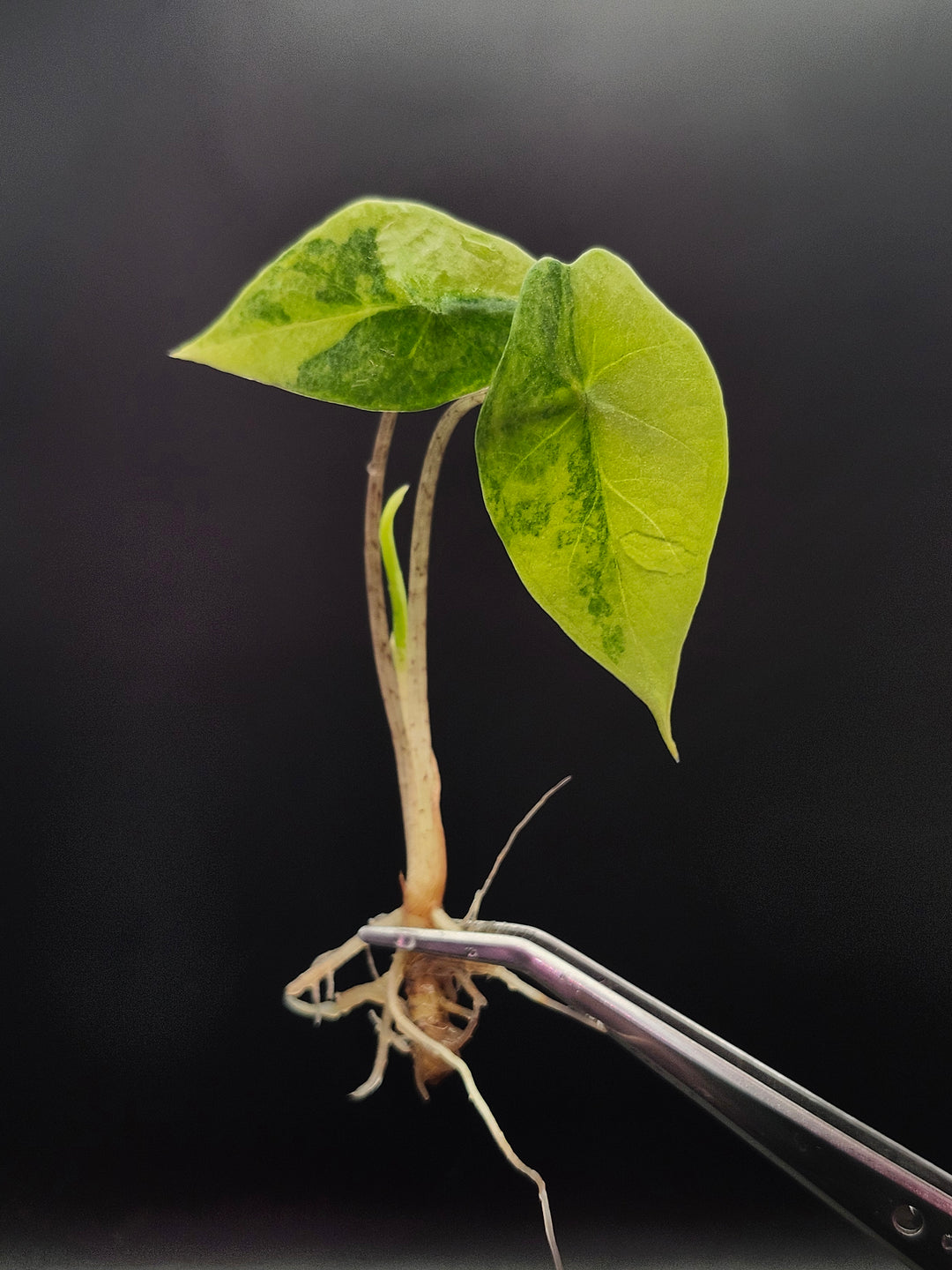 Alocasia Metallic Blue Aurea Tissue Culture