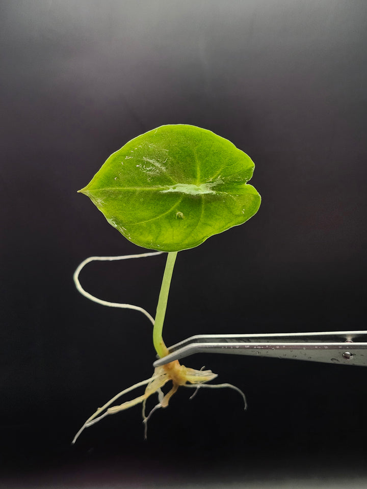 Alocasia Nebula Elaine Tissue Culture