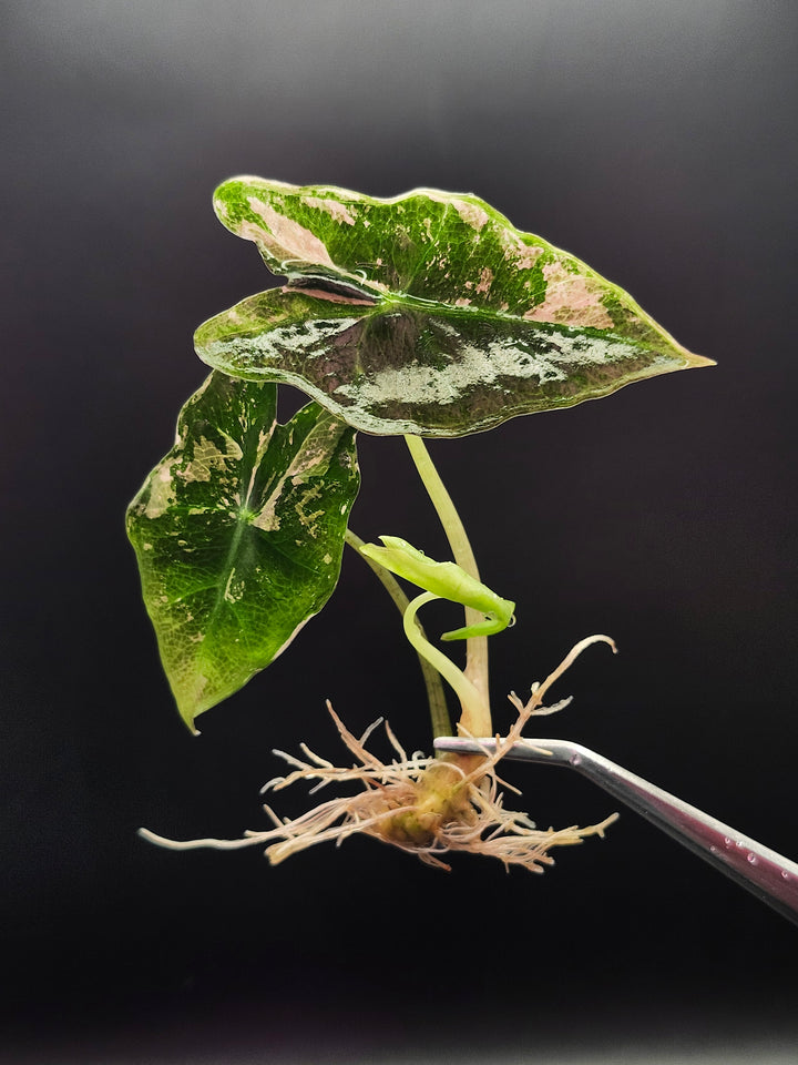 Alocasia Variegated Pink Nobilis Tissue Culture