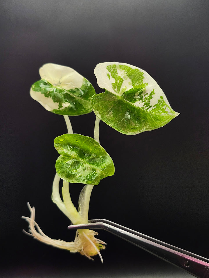 Alocasia Variegated Frydek Tissue Culture