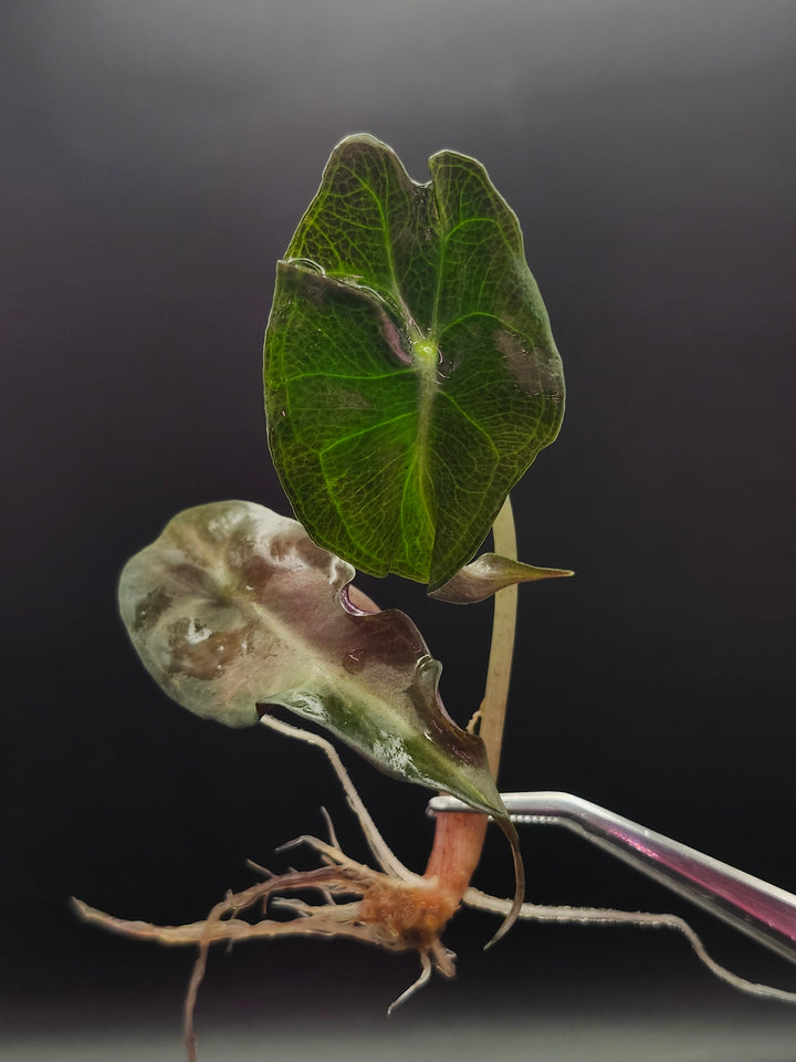 Alocasia Venom Tissue Culture
