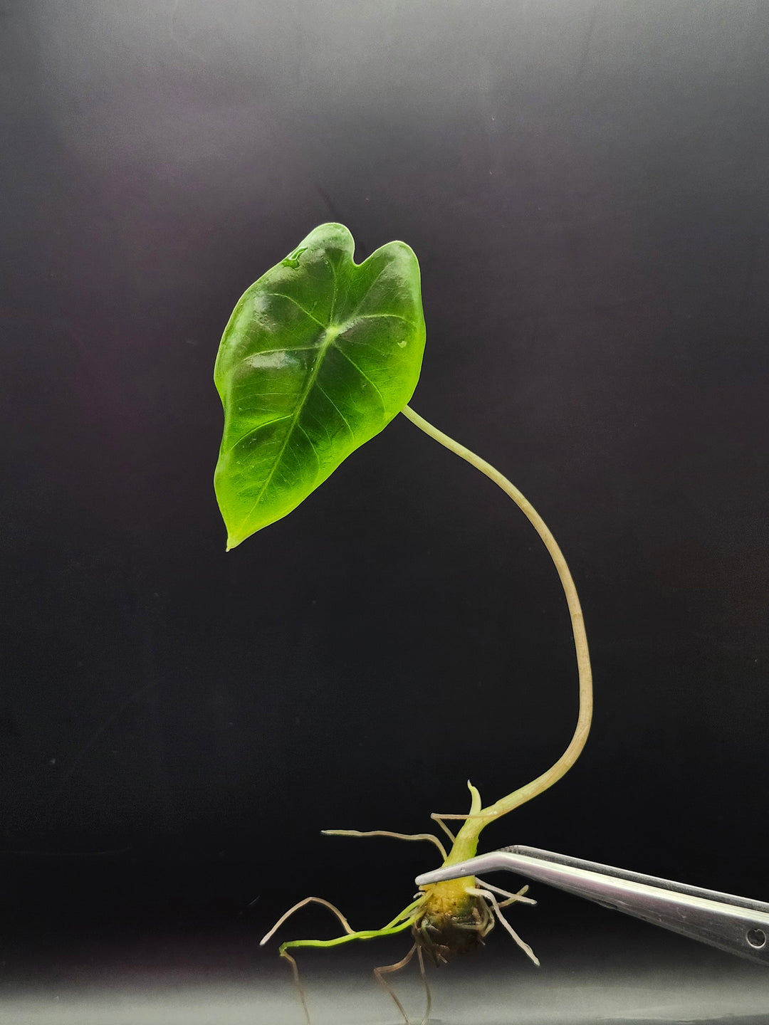 Alocasia Purple Vein Longiloba Tissue Culture