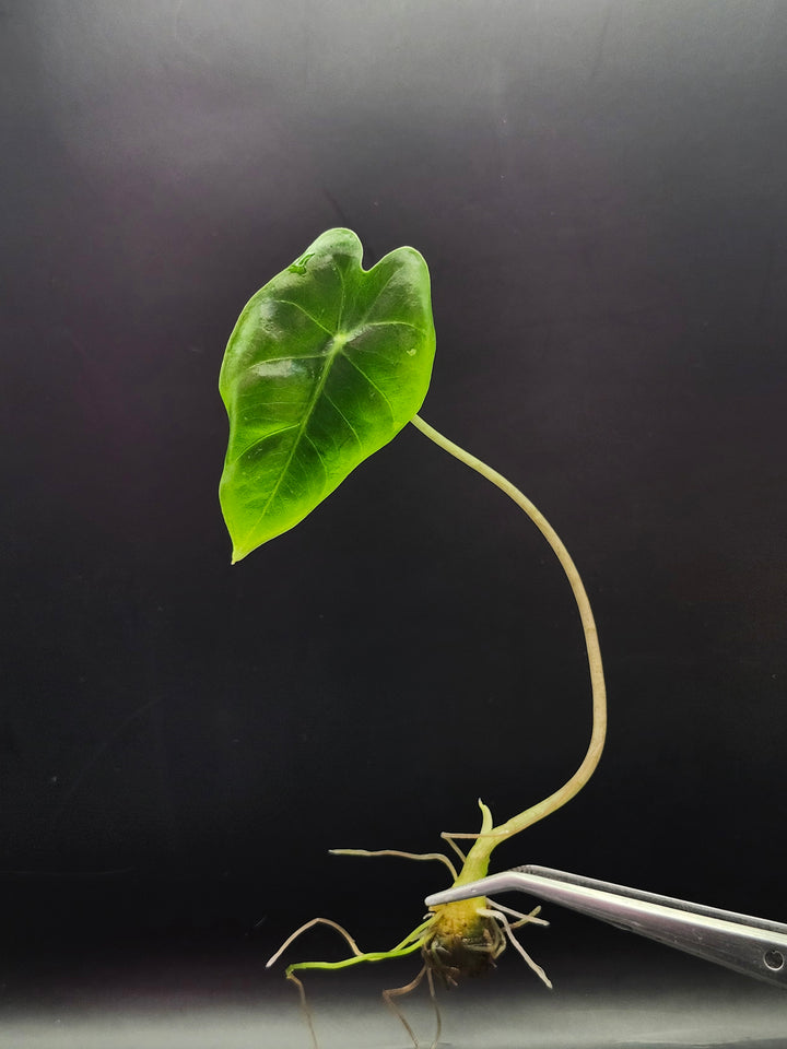 Alocasia Purple Vein Longiloba Tissue Culture