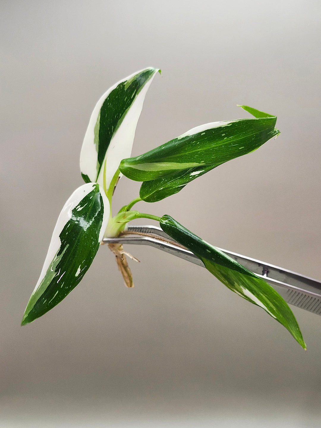 Philodendron White Wizard Tissue Culture