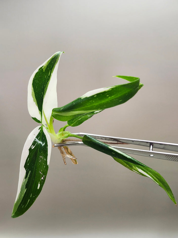 Philodendron White Wizard Tissue Culture