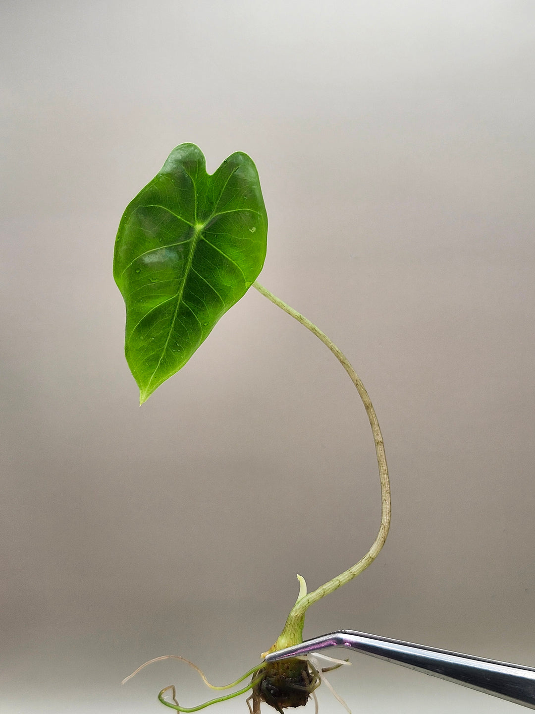 Alocasia Purple Vein Longiloba Tissue Culture